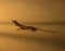 Common tropical house gecko looking alert light of lamp and ready to hunt prey, Kenya