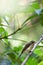 Common tropical Malaysian brown feather bird perched on tree branches hidden from view