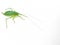 Common True Katydid, Pterophylla camellifolia, on white background copy space, close view