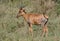 Common Tsessebe