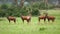 Common Tsessebe in Africa