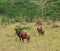 Common Tsessebe in Africa