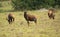 Common Tsessebe in african Savannah