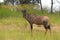 Common Tsessebe (Damaliscus lunatus)