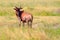 Common tsessebe, Damaliscus lunatus, detail portrait of big brown African mammal in nature habitat. Sassaby, in green vegetation,