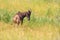 Common tsessebe, Damaliscus lunatus, detail portrait of big brown African mammal in nature habitat. Sassaby, in green vegetation,