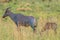 Common tsessebe  Damaliscus lunatus lunatus with a newborn baby, Pilanesberg National Park, South Africa.