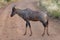 Common tsessebe  Damaliscus lunatus lunatus walking on the road, Pilanesberg National Park, South Africa.