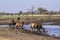 Common tsessebe in Kruger National park, South Africa ;