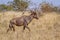 Common tsessebe in Kruger National park, South Africa ;