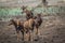 Common tsessebe in Kruger National park, South Africa ;