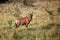 The common tsessebe or sassaby Damaliscus lunatus lunatus standing in the savanna. A large colorful African antelope in the