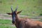 Common tsessebe, topi looking in the camera, Masai Mara, Kenya,