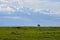 Common tsessebe, topi looking eat grass in the savannah in Masai Mara National Park, Kenya, Africa