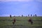 Common tsessebe, topi looking eat grass in the savannah in Masai Mara National Park, Kenya, Africa