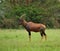 Common Tsessebe in Uganda