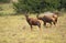 Common Tsessebe in Uganda