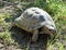 Common  turtle in the grass on a sunny day