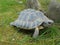 Common turtle, mediterranean spur thighed tortoise walking on the grass, close up.