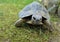 Common turtle, mediterranean spur thighed tortoise walking on the grass, close up.