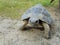 Common turtle, mediterranean spur thighed tortoise walking on the ground, close up.