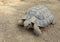 Common turtle, mediterranean spur thighed tortoise walking on the ground, close up.