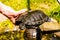 Common turtle Slider Trachemys scripta