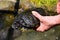 Common turtle Slider Trachemys scripta