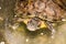 Common turtle Slider Trachemys scripta