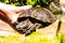 Common turtle Slider Trachemys scripta