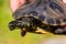 Common turtle Slider Trachemys scripta