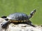 Common turtle sunning himself on the river bank