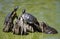 Common Turtles Sunning Themselves