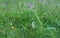 Common twayblade, Neottia ovata not yet in bloom