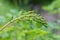 Common twayblade (neottia ovata) orchid