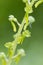 Common Twayblade orchid - Neottia ovata