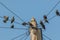 Common urban bird pests. Pigeon and starlings on telegraph pole