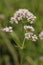 Common Valerian - Valeriana officinalis