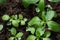 common verbena also called holy herb or mosquito plant with fresh green hairy leaves