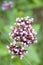 Common verbena plant blooming in a garden in Nijmegen the Netherlands