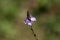 Common Verbena (Verbena officinalis)
