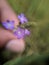 The common vervain or common verbena