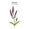 Common vervain Verbena officinalis , medicinal and ornamental plant.