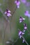 Common vervain Verbena officinalis var. grandiflora Bampton, small lilac flowers