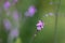 Common vervain Verbena officinalis var. grandiflora Bampton, small purple flowers