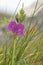 Common Vetch