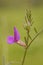 Common Vetch