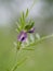 Common vetch flower detail, defocussed background. Spring wild flower. Vicia sativa.