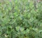 Common Vetch plants and blooms