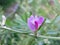 Common vetch (Vicia sativa)